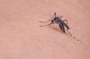 Leia mais sobre o artigo PROPOSTO PELO VEREADOR OLIVEIRA LIMA, MÉTODO WOLBACHIA<br>PARA COMBATE ÀS DOENÇAS TRANSMITIDAS PELO MOSQUITO AEDES<br>AEGYPTI É PROMULGADO EM MACEIÓ